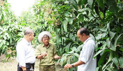 Ông Tể (giữa) chia sẻ kinh nghiệm trồng xoài với bà con nông dân.