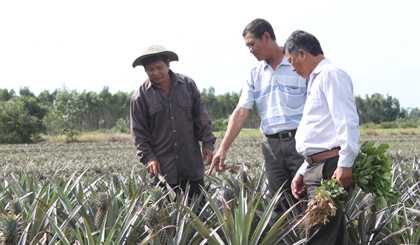 Khóm là cây trồng chủ lực của nông dân huyện Tân Phước.