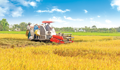 Nông dân tích cực thu hoạch lúa trước khi hạn mặn đến.