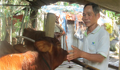 Ông Năm Gieo chọn nuôi bò vì lợi nhuận cao và không gây ô nhiễm môi trường.