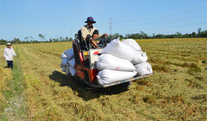 Thu hoạch lúa tại huyện Cai Lậy, tỉnh Tiền Giang. Ảnh: Vân Anh