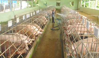 Một trang trại ở huyện Chợ Gạo đang cố giữ đàn heo nái.