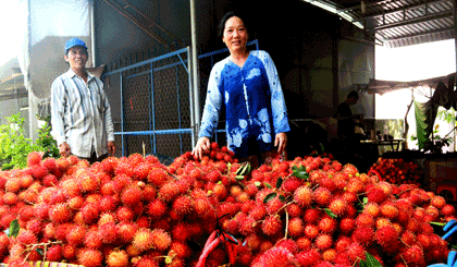 Các vựa trái cây ở xã Tân Phong mỗi ngày thu mua hàng tấn chôm chôm.