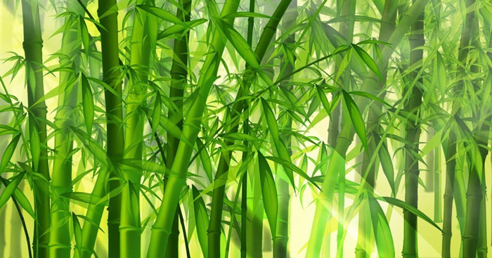 Phân Tích Cây Tre Việt Nam: Dàn Ý & Cảm Nhận Chi Tiết Phân Tích Cây Tre Việt Nam: Dàn Ý & Cảm Nhận Chi Tiết