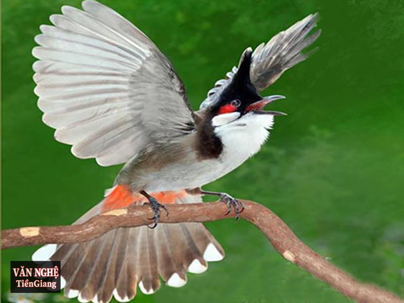 Phân tích Con chào mào - Phân tích Con chào mào qua bức tranh thiên nhiên trong trẻo Phân tích Con chào mào - Phân tích Con chào mào qua bức tranh thiên nhiên trong trẻo