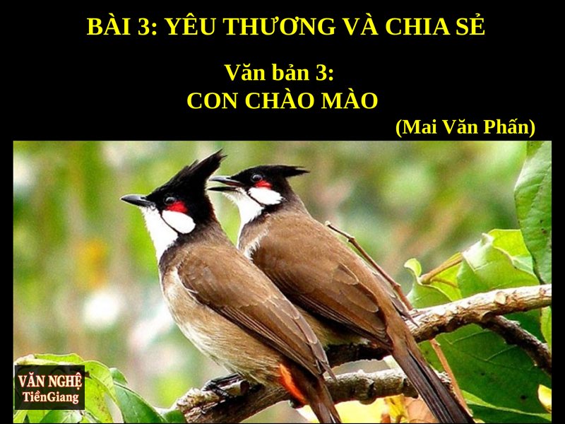 Phân tích Con chào mào - Mong muốn giữ con chim và nghịch lý của sự sở hữu Phân tích Con chào mào - Mong muốn giữ con chim và nghịch lý của sự sở hữu