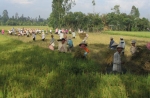 Toàn tỉnh đã thu hoạch gần 40.000 ha lúa hè thu