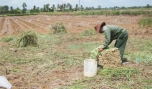 Tân Phú Đông: Cây sả góp phần xóa đói giảm nghèo