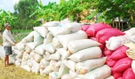 Tiêu thụ lúa gạo: Doanh nghiệp và nông dân đều gặp khó