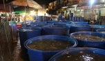 Chợ đêm thủy sản Mỹ Tho- dân bức xúc vì mùi hôi và tiếng ồn