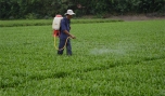Chợ Gạo: Năm 2013 có 14.966 nông dân sản xuất - kinh doanh giỏi