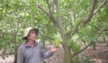 Tân Phú Đông: 400 ha mãng cầu xiêm cho trái vào dịp Tết