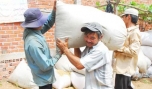 Thu mua tạm trữ đã cứu giá lúa, gạo