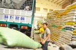 Tiền Giang mua tạm trữ 102.000 tấn quy gạo