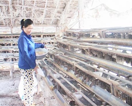 Chị Nguyễn Thùy Dung đang chăm sóc đàn cút của gia đình.