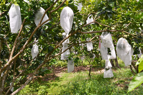 Nông dân xã Cẩm Sơn, huyện Cai Lậy dùng biện pháp bao trái bưởi để tránh ruồi gây hại. Ảnh: Vân Anh
