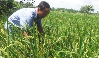 Diện tích trồng nếp bè ở huyện Chợ Gạo đang thu hẹp. 