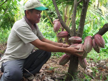 Mô hình trồng ca cao xen vườn dừa ở huyện Gò Công Tây.