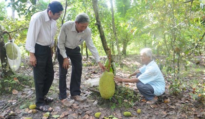 Nông dân Nguyễn Văn Liến đang chăm sóc mít, một loại cây trồng mang lại cho ông thu nhập ổn định.