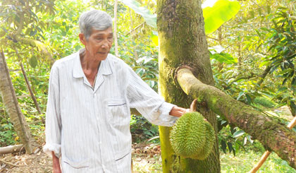 Ông Nguyễn Hòa Thuần, một trong những nông dân đầu tiên trồng giống sầu riêng khổ qua trên đất cù lao Ngũ Hiệp.