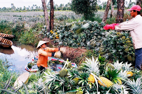 Thu hoạch khóm trên vùng chuyên canh khóm của huyện Tân Phước.