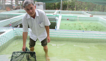 Bí thư chi bộ Võ Văn Mót, nông dân sản xuất kinh doanh giỏi với nghề ươm và nuôi cá cảnh.