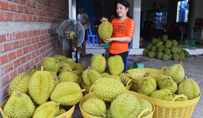 Sầu riêng là một trong 7 loại trái cây đặc sản của Tiền Giang với diện tích lớn, có thị trường tiêu thụ trong nước và xuất khẩu. Ảnh: Ngọc Lan