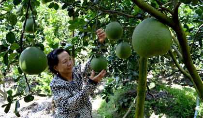 Bà Phan Thị Út, xã Long Khánh (TX.Cai Lậy) ước năm nay thu hoạch bưởi da xanh bán Tết không dưới 1 tấn.