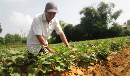Ông Huỳnh Hiếu Nghĩa đang chăm sóc ruộng khoai của mình.