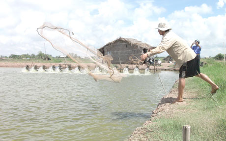 Hiện nay, tỉnh và huyện đã dừng triển khai dự án 147 ha nuôi thủy sản ở xã Phú Thạnh do nhọc nhằn giữa nuôi thủy sản và trồng lúa, hoa màu. 