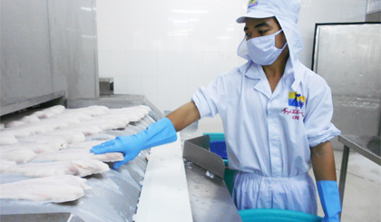 Chế biến cá tra xuất khẩu tại Công ty CP Hùng Vương.