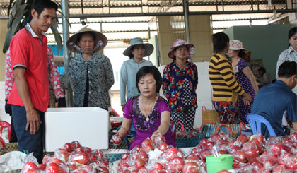 Chị Nguyễn Thị Thủy đang thu mua mận An Phước của nhà vườn đem tới vựa bán.
