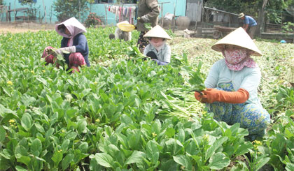Rau màu là một trong những lợi thế của Tiền Giang cần được phát huy để nâng thu nhập người dân.