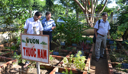 Nhân rộng mô hình “Vườn thuốc Nam” ở nhiều nơi trong tỉnh.